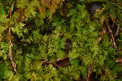 Hylocomium splendens