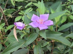 Melastoma sanguineum