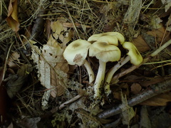 Clitocybe odora