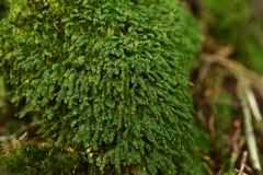 Plagiochila