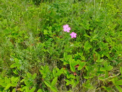Dianthus borbasii