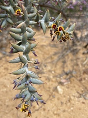 Daviesia pachyphylla