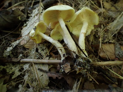 Clitocybe odora