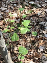 Smilax