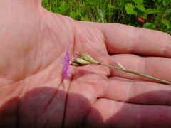Dianthus borbasii