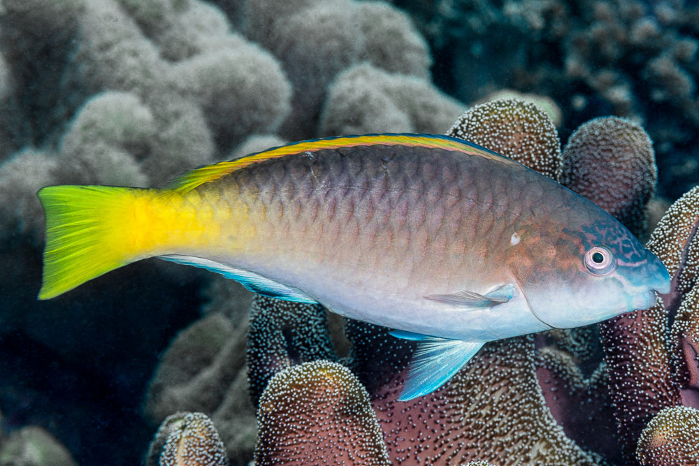 East-Indies Parrotfish