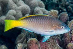 Scarus hypselopterus