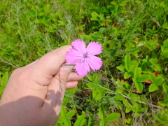 Dianthus borbasii