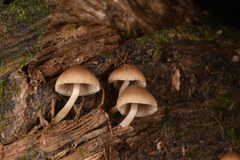 Pluteus longistriatus