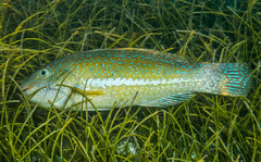 Leptoscarus vaigiensis