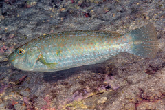 Leptoscarus vaigiensis