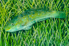 Leptoscarus vaigiensis