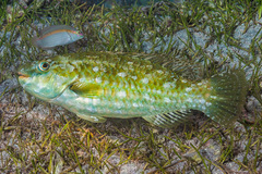 Leptoscarus vaigiensis