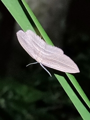 Epiphryne verriculata