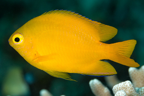 Lemon Damsel, photo 4 of 10