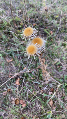 Carlina vulgaris