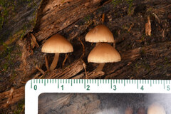 Pluteus longistriatus