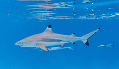 Carcharhinus melanopterus