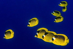 Chaetodon fasciatus