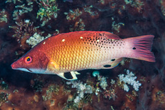 Bodianus dictynna