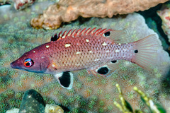Bodianus dictynna