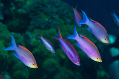 Mirolabrichthys tuka