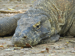 Varanus komodoensis