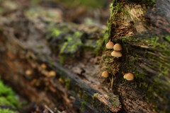 Pluteus longistriatus