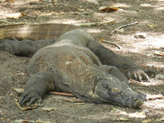Varanus komodoensis