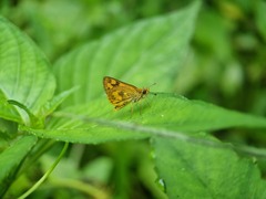 Taractrocera archias