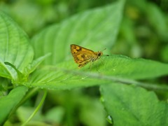 Taractrocera archias
