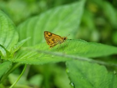 Taractrocera archias
