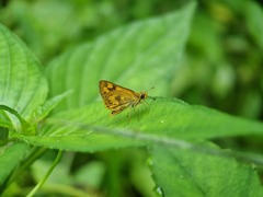 Taractrocera archias