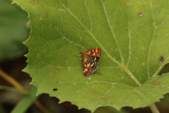 Pyrausta