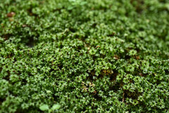 Rosulabryum