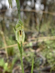 Pterostylis major
