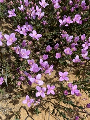 Boronia
