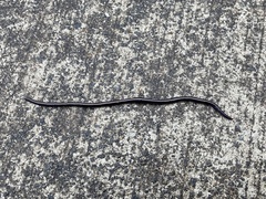 Caenoplana