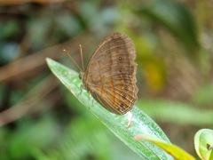 Mycalesis fusca