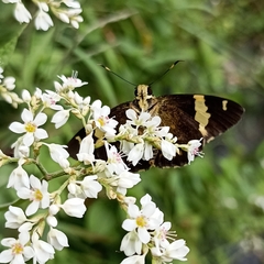 Celaenorrhinus dhanada