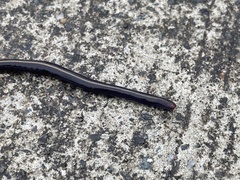 Caenoplana