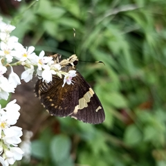 Celaenorrhinus dhanada