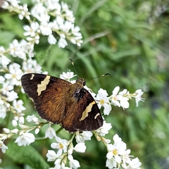 Celaenorrhinus dhanada