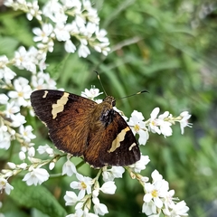 Celaenorrhinus dhanada