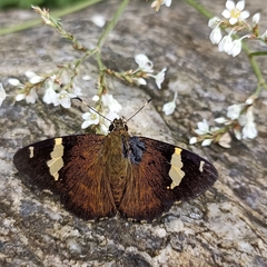 Celaenorrhinus dhanada