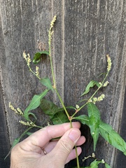 Persicaria