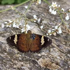 Celaenorrhinus dhanada