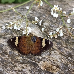 Celaenorrhinus dhanada
