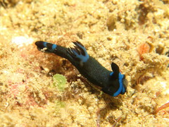 Tambja morosa