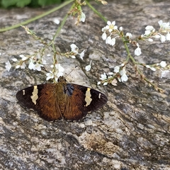 Celaenorrhinus dhanada